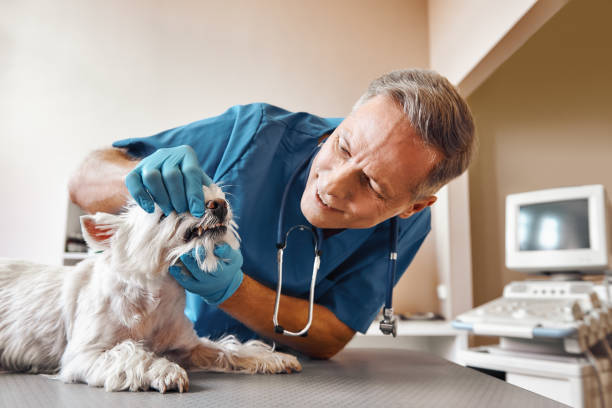 Dentist for Dental Trauma in MS